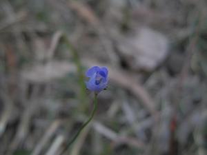 Wahlenbergia communis bud