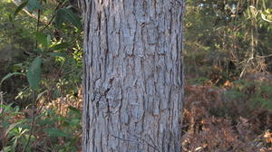Eucalyptus botryoides bark