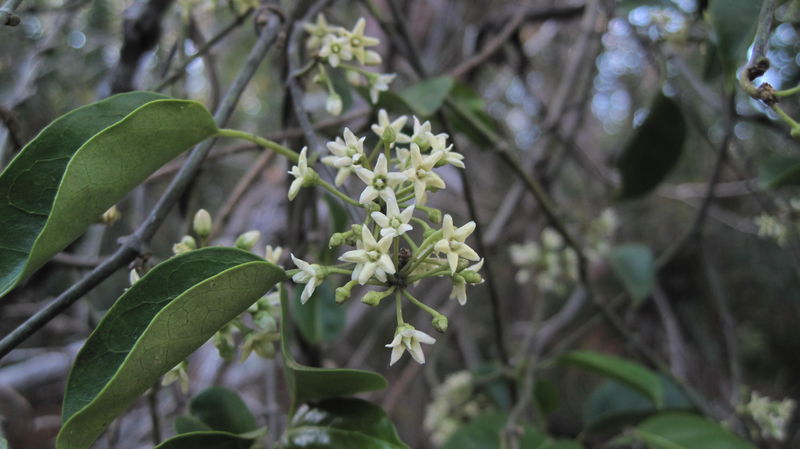 Marsdenia rostrata flowers