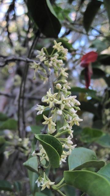 Marsdenia rostrata flowers