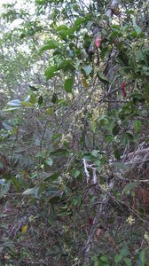 Marsdenia rostrata whole plant shape