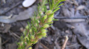 Aotus ericoides fruit