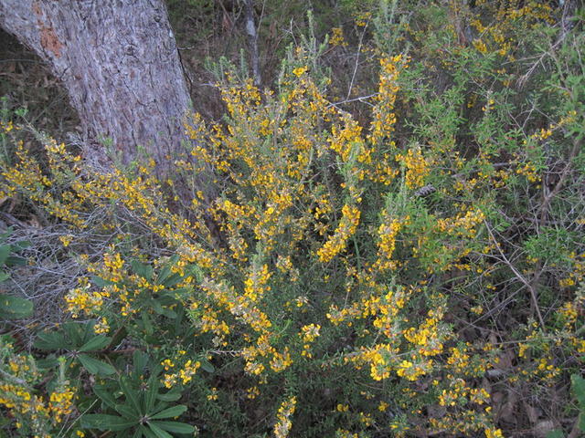 Aotus ericoides flowers - compact form