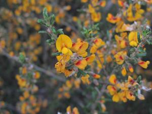 Aotus ericoides flowers - compact form