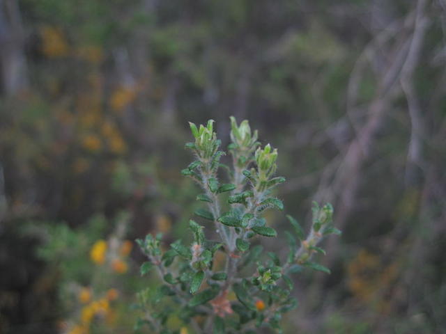 Aotus ericoides leaves - compact form