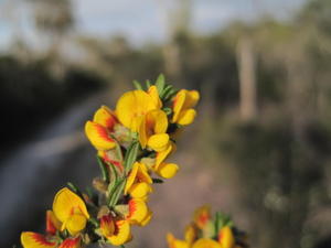 Aotus ericoides flowers - compact form