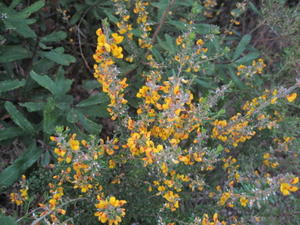 Aotus ericoides flowers - compact form