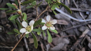 Leptospermum attenuatum flower with red ring