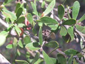 Leptospermum attenuatum fruit and leaves