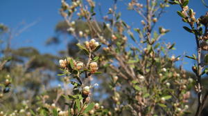 Leptospermum attenuatum furry buds