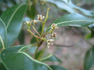 Endiandra sieberi tiny flowers