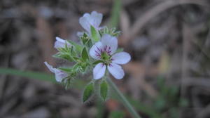 Pelargonium australe - Coastal geranium