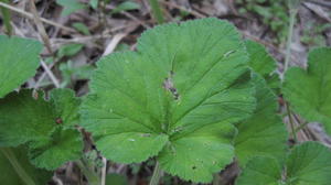 Pelargonium australe leaf