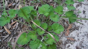 Pelargonium australe plant shape