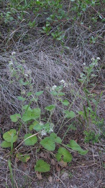 Pelargonium australe plant shape