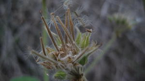 Pelargonium australe dehisced fruiting head