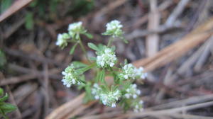 Poranthera microphylla 