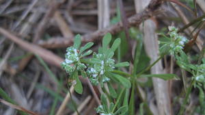 Poranthera microphylla 