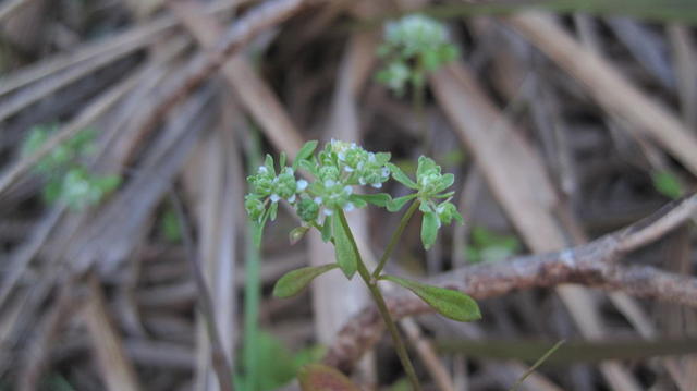 Poranthera microphylla 