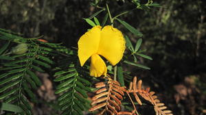 Gompholobium latifolium flower