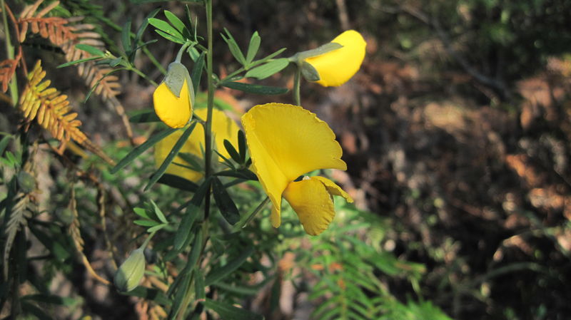 Gompholobium latifolium flowers