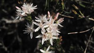 Calytrix tetragona star flowers