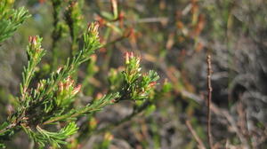 Calytrix tetragona leaves