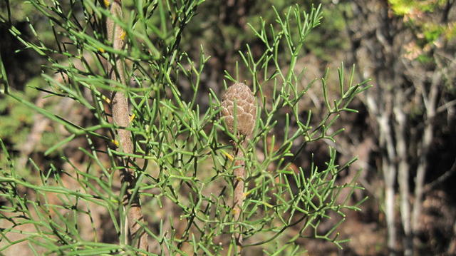 Petrophile pulchella egg shaped cone