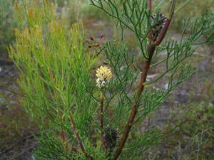 Petrophile pulchella flower