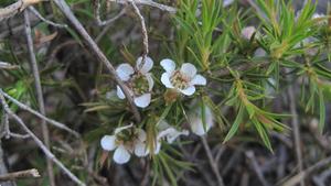 Leptospermum arachnoides - Spidery Tea-tree