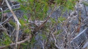 Leptospermum arachnoides 5 chambered fruit