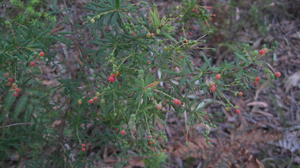 Leucopogon lanceolatus ripe fruit