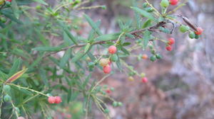 Leucopogon lanceolatus ripe fruit