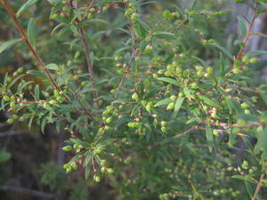 Leucopogon lanceolatus immature fruit