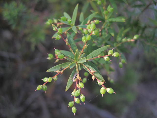 Leucopogon lanceolatus immature fruit