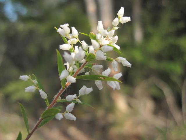 Leucopogon lanceolatus flowers