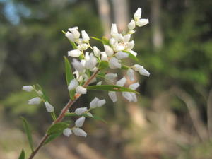Leucopogon lanceolatus flowers