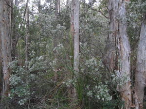 Leucopogon lanceolatus plant shape