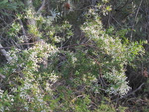 Leucopogon lanceolatus flowering branch
