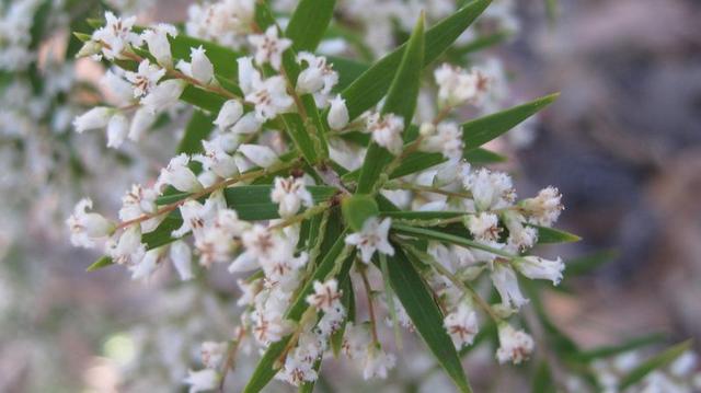 Leucopogon lanceolatus flowers