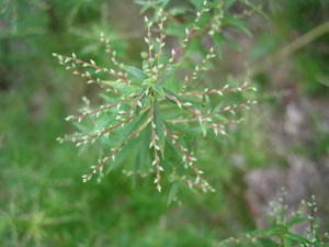 Leucopogon lanceolatus buds