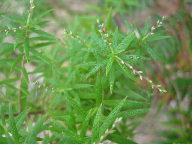 Leucopogon lanceolatus leaves