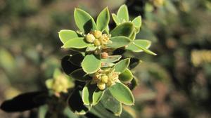 Monotoca elliptica flowers