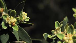 Monotoca elliptica flowers