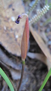 Patersonia fragilis spent flowerhead