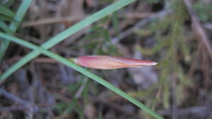 Patersonia fragilis bud