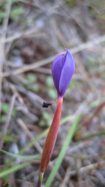 Patersonia fragilis unopened flower