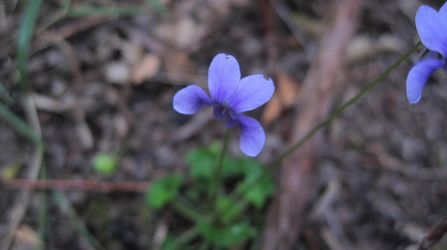 Viola hederaceae all mauve flower