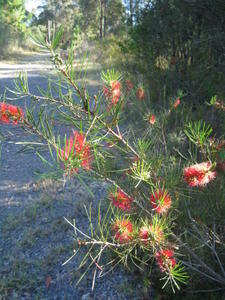 Callistemon linearis flowers