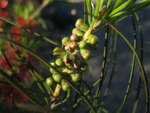 Callistemon linearis buds